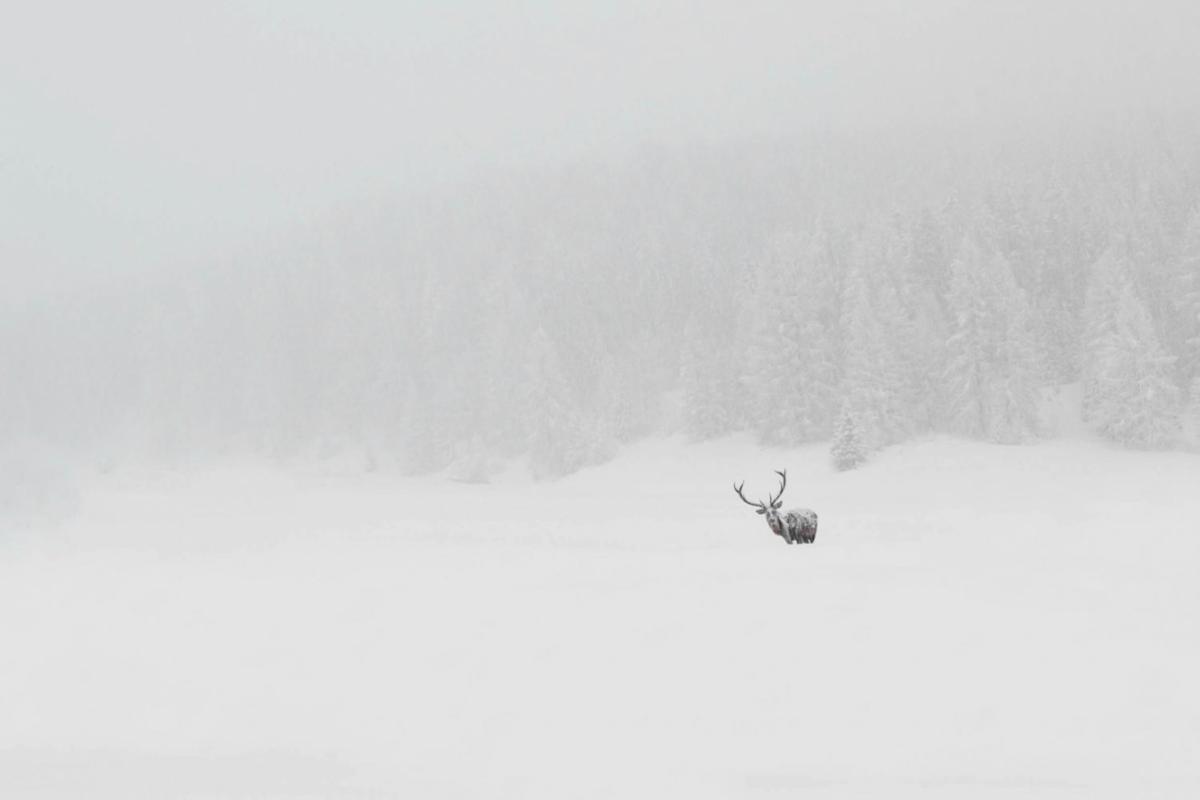 Hirsch