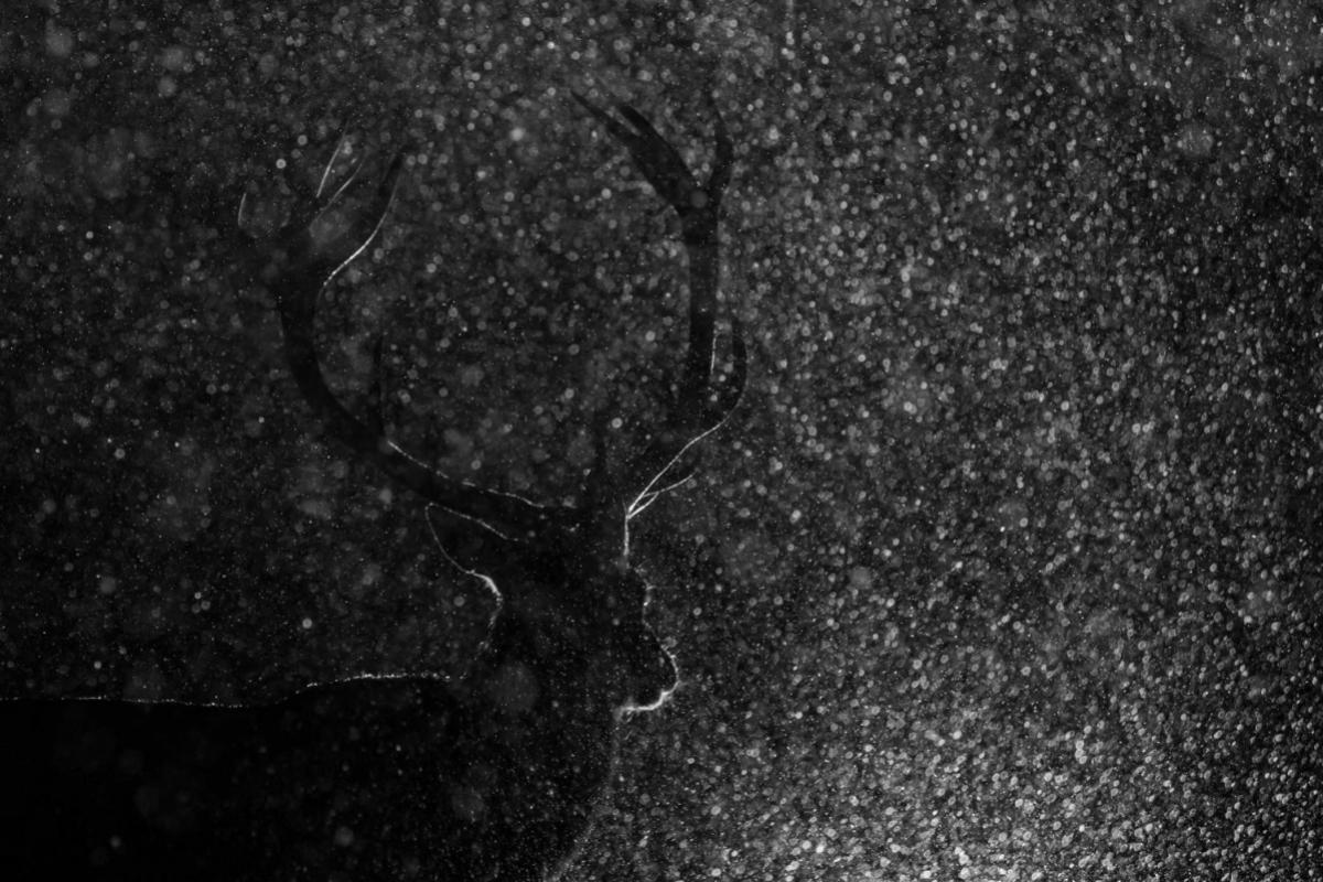 Hirsch