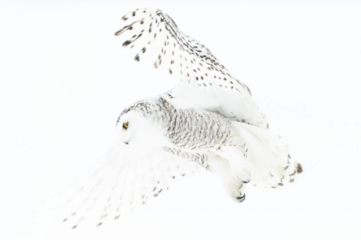 Schneeeule