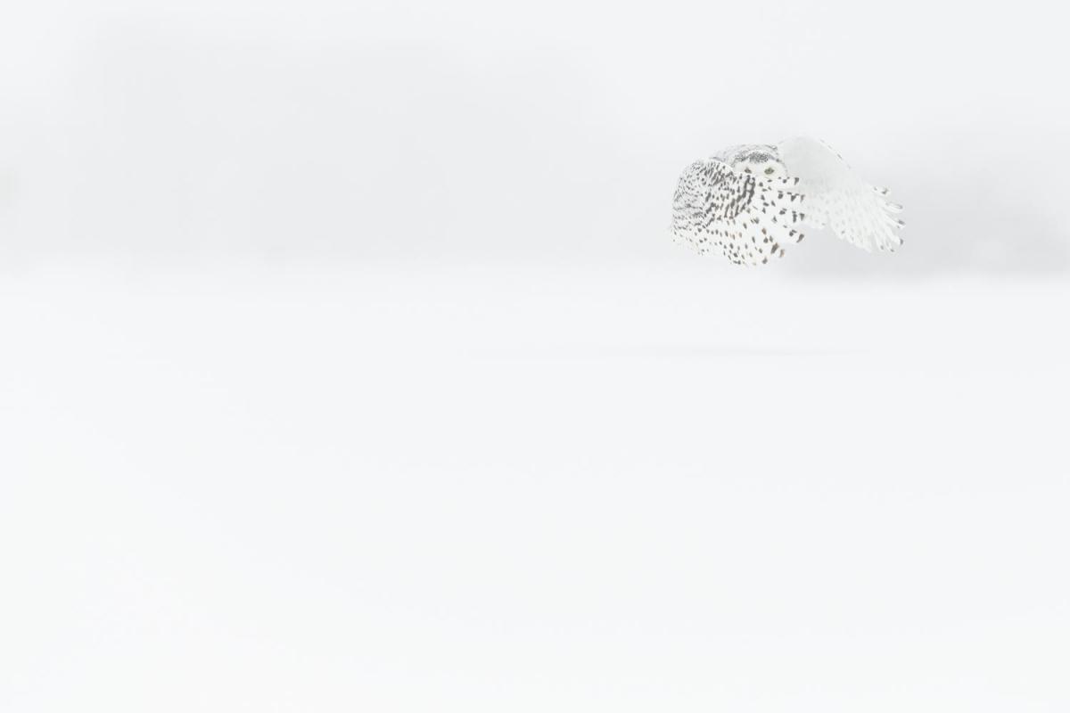 Schneeeule