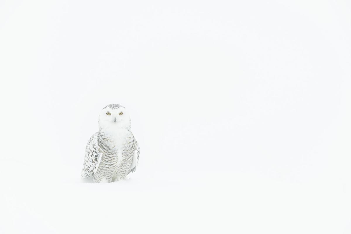 Schneeeule