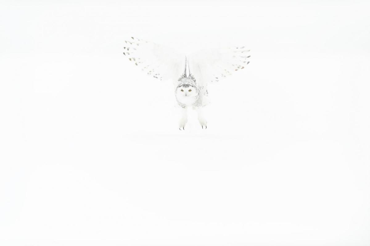 Schneeeule