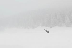 Hirsch