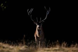 Hirsch