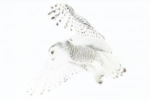 Schneeeule