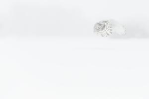 Schneeeule