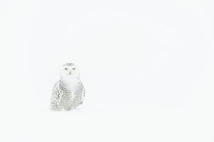 Schneeeule