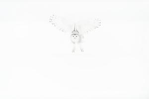 Schneeeule